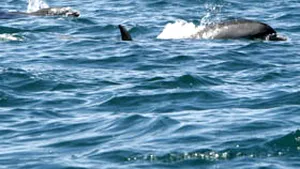 Păcura deversată în Marea Neagră ucide delfinii