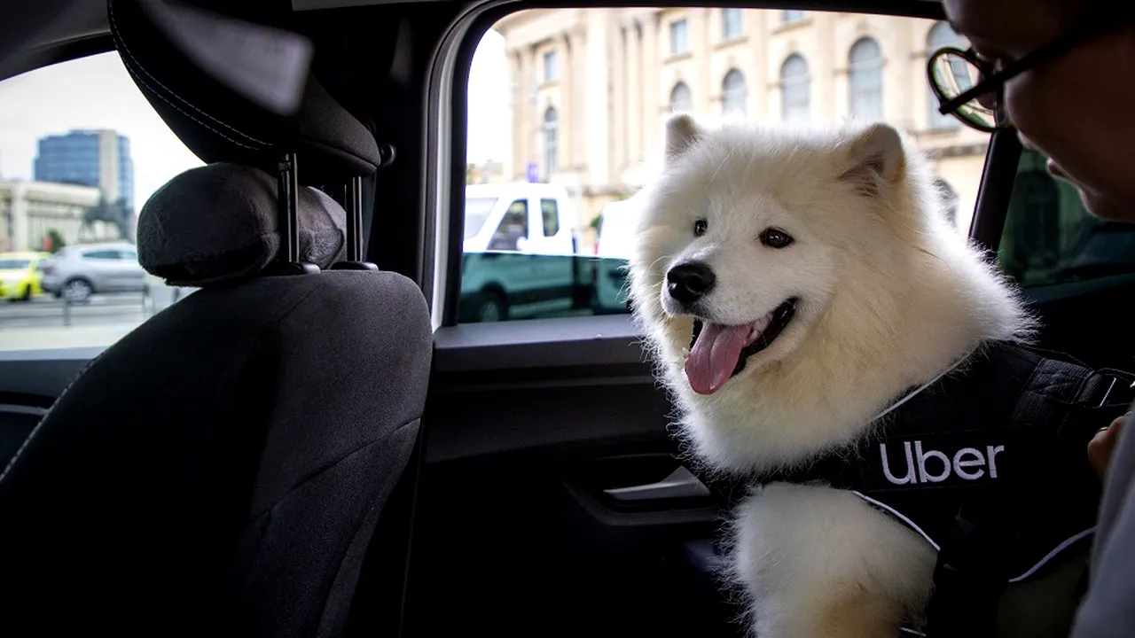 Uber lansează Uber Pet