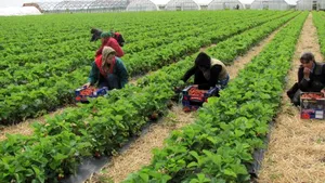 România, cel mai mare risc de sclavie modernă din Uniunea Europeană. Motivele care ne trimit înapoi în Evul Mediu