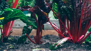 (P) Cum să cultivi uşor legumele preferate în grădina ta