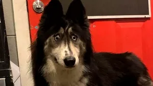 Căţeluşa Husky, care pare mereu „surprinsă”, a fost adoptată, după ce pozele cu ea au devenit virale