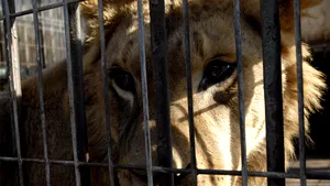 Copilul rănit de un leu de la Grădina Zoologică din Braşov a fost operat