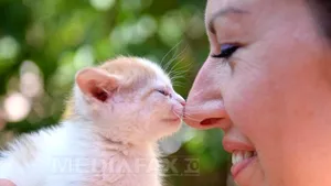 Legătura dintre pisici şi notele slabe: Un parazit care 