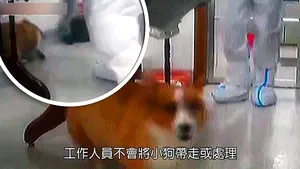 Autorităţile din China au ucis câini şi pisici aparţinând unor pacienţilor aflaţi în carantină 