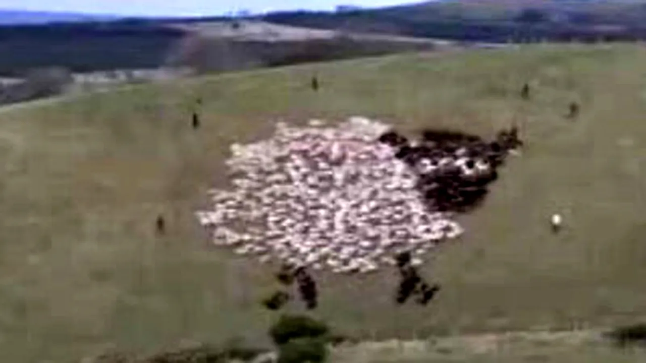 În Ţara Galilor au apărut oile cu beculeţe