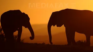 În Africa trăiesc două specii de elefant