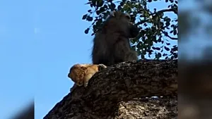 Când prada are grijă de prădător. Momentul inedit când un babuin ţine în braţe şi îngrijeşte un pui de leu | VIDEO