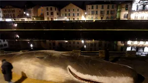 Cum a fost posibil ca un cașalot să eșueze într-un oraș situat la mai mult de 200 km de mare