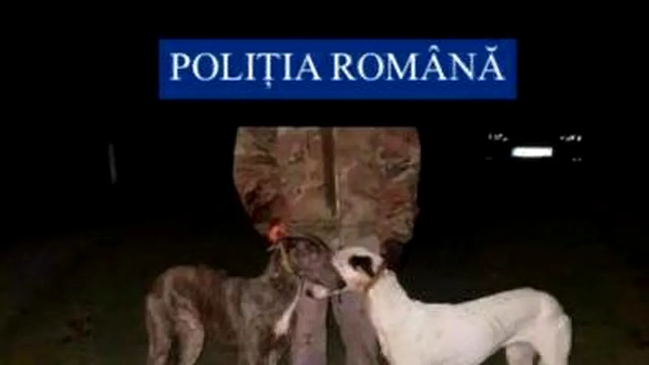12 câini din rasa Ogar, folosiţi ilegal pentru dresaj sau pentru controlul agresivităţii altor animale, salvaţi de poliţişti şi luptători SAS, în Arad. Ce au mai descoperit oamenii legii