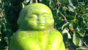 INEDIT | Dispozitivul care îţi permite să creşti pepeni în formă de inimă sau pere care îl imită pe Buddha - VIDEO