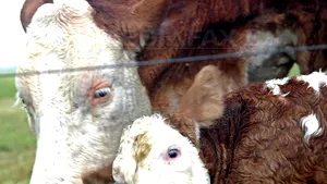 Fermierii primesc ajutoare de 116 milioane lei pentru asigurări, ameliorarea raselor sau accize