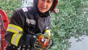 Pui de papagal, recuperat de pompierii din Tulcea după ce a evadat din apartament