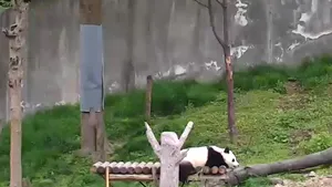 O zi din viaţa puilor de panda, LIVE. Cum îşi petrec ursuleţii Ziua Pământului - VIDEO LIVE