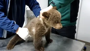 Faci bine, dar îţi iei amendă. Absurditatea amenzii date ONG-ului pentru salvarea ursuleţilor, explicată de Ministerul Mediului