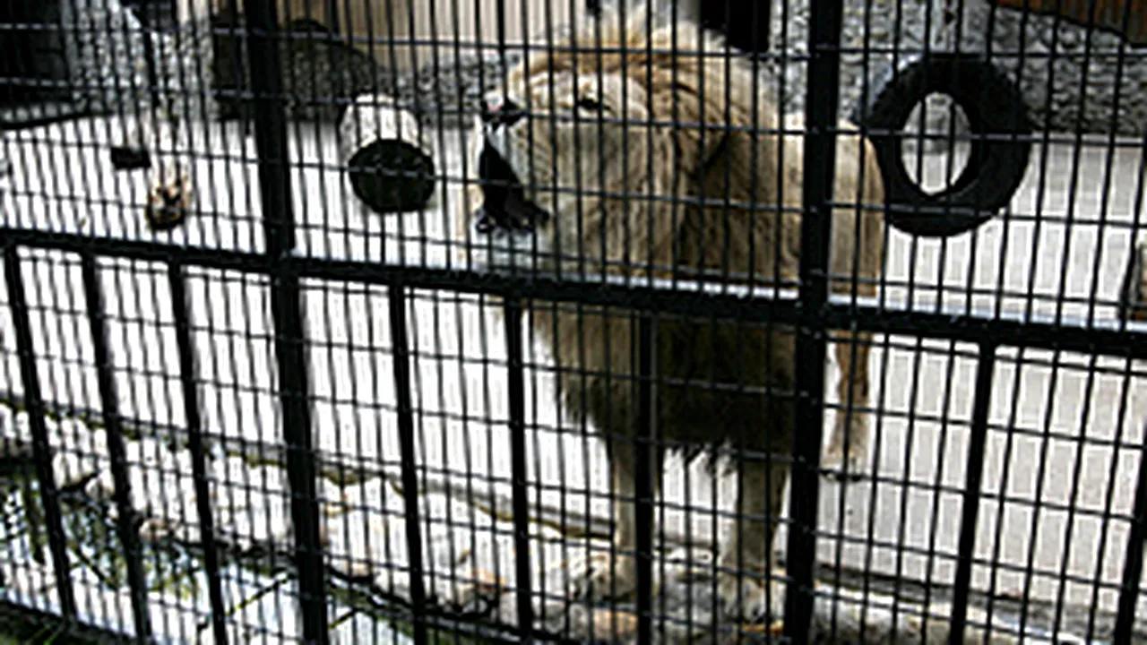Brăila: Îngrijitoare atacată de lei, la grădina zoologică