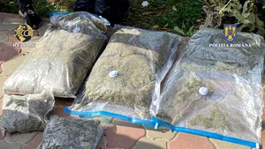 Cultură de cannabis descoperită în Vrancea