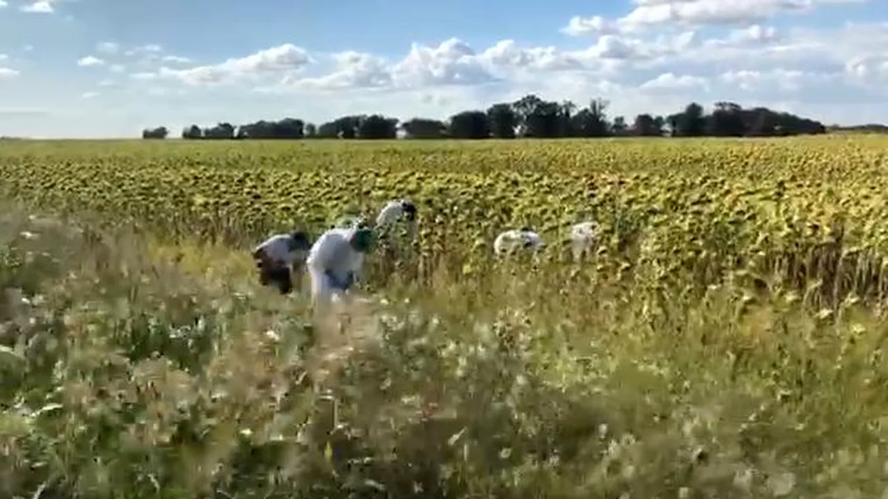 Noi probe în cazul crimelor din Caracal, căutate într-un lan de floarea soarelui din localitate 