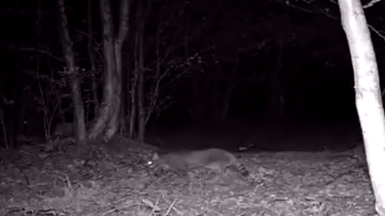 Imagini rare cu o pisică salbatică ieşită la vânătoare într-o pădure din Caraş Severin 
