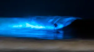 Imagini feerice în California. Valuri bioluminiscente fascinează vizitatorii: „Nu am văzut niciodată aşa ceva”