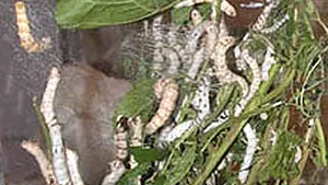 Fire de mătase produse de viermi în spaţiu, pe un satelit rusesc