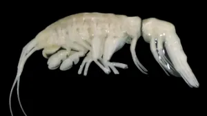 Descoperire în adâncuri: Un nou prădător marin identificat în Groapa Atacama