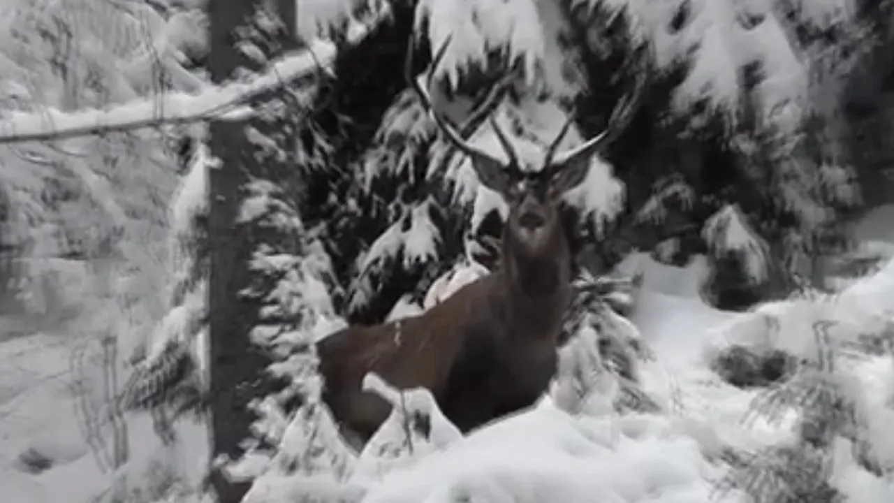 IMAGINI cu un cerb, FILMAT de un ranger în Parcul Naţional Călimani
