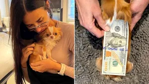 Demi Moore îşi înregistrează câinele chihuaha pentru titlul de cel mai mic câine din lume