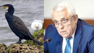 Petre Daea vrea ca România să reducă numărul cormoranilor: Avem 100.000, nu trebuie să fie mai mulţi de câteva mii 