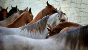 Zeci de cai au fost cumpăraţi cu bani falşi în Alba şi Sibiu. Descoperirea făcută de poliţişti la percheziţii | VIDEO