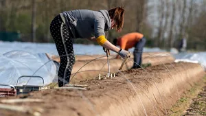 Germanii s-au plâns de muncă grea, după ce au fost nevoiţi să culeagă sparanghelul, într-o localitate unde românii nu au putut ajunge: „Mă dor toate oasele”