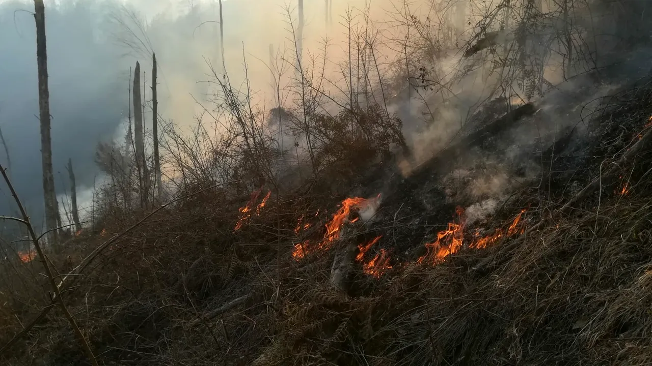 ALERTĂ în Timiş: Zeci de pompieri intervin pentru stingerea unui incendiu în apropierea vârfului Drăgoi | FOTO