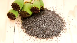 Gustarte.ro/ De la Magiun la Mac, din dragoste