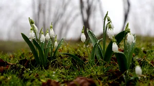 Prognoza meteo pentru următoarele 4 săptămâni: cum va fi vremea la începutul primăverii