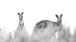 Cel mai mare pasaj pentru animale sălbatice din lume va fi inaugurat peste o șosea extrem de aglomerată