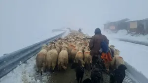 Transalpina: Drumarii au creat un culoar pentru ciobanii care au rămas pe munte