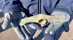 Botoșani: Artefact mai vechi decât piramidele egiptene, descoperit de un jandarm
