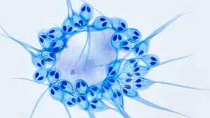 Savanţii au descoperit prima fiinţă care nu respiră