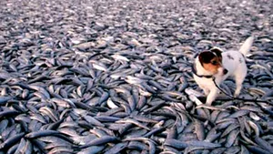 Peste 20 de tone de peşti, morţi din motive necunoscute, acoperă o plajă din Norvegia