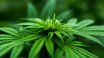 Alternativa legală la cannabis descoperită într-o țară din America de Sud
