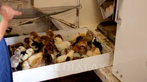 Păsări contaminate cu Salmonella, descoperite la o fermă de pui. 37.000 de păsări au fost sacrificate