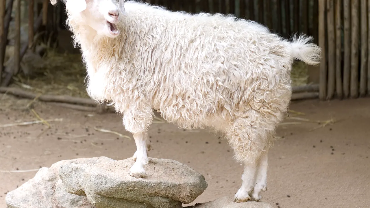 Gap, Zara şi H&M, printre companiile care renunţă la mohair, după ce PETA a publicat imagini tulburătoare surprinse în 12 crescătorii de capre de Angora 