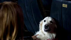 REPORTAJ: Câinii, cei mai cuminţi 