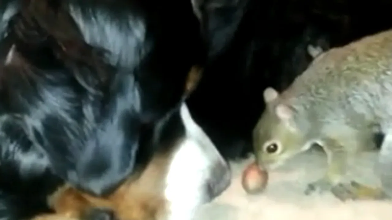 IMAGINI AMUZANTE cu o veveriţă care încearcă să-şi ascundă proviziile - VIDEO