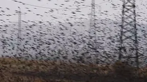 IMAGINI spectaculoase: Un stol masiv de grauri, surprins în Parcul Naţional Munţii Măcinului | VIDEO