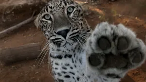 Un leopard rănit a fost capturat în nordul Irakului. Animalul face parte dintr-o specie rară