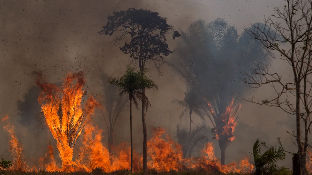Brazilia: record privind defrişările în pădurea amazoniană