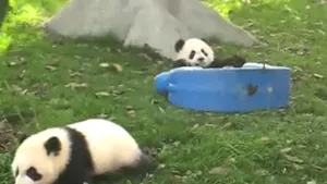 Un urs panda se joacă pe un căluţ de jucărie - VIDEO