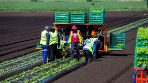 Două avioane cu români au decolat să salveze recoltele din Anglia. Britanicii nu vor să lucreze în agricultură, fermierii au făcut presiuni 
