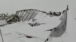 GALERIE FOTO Hectare întregi de solarii distruse de viscol, în Constanţa