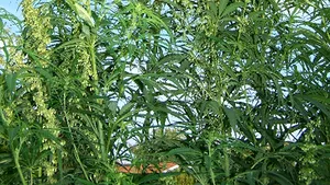 Mama scriitorului Muşina, cercetată penal după ce a cultivat cânepă pentru lujerii de fasole